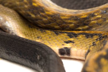 Coelognathus flavolineatus, Güneydoğu Asya 'da bulunan bir Colubrid yılanıdır. beyaz arkaplanda izole