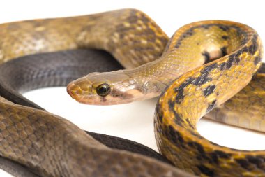 Coelognathus flavolineatus, Güneydoğu Asya 'da bulunan bir Colubrid yılanıdır. beyaz arkaplanda izole