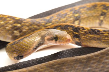 Coelognathus flavolineatus, Güneydoğu Asya 'da bulunan bir Colubrid yılanıdır. beyaz arkaplanda izole
