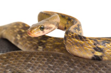 Coelognathus flavolineatus, Güneydoğu Asya 'da bulunan bir Colubrid yılanıdır. beyaz arkaplanda izole