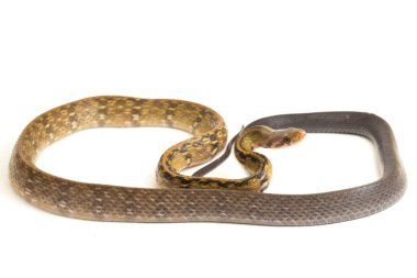 Coelognathus flavolineatus, Güneydoğu Asya 'da bulunan bir Colubrid yılanıdır. beyaz arkaplanda izole