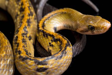 Coelognathus flavolineatus, Güneydoğu Asya 'da bulunan bir Colubrid yılanıdır. Siyah arkaplanda izole