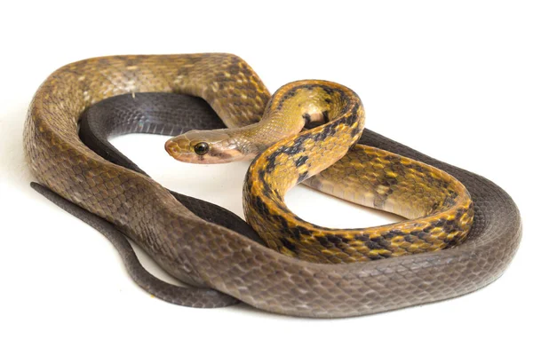 Coelognathus Flavolineatus Serpente Ratto Nero Serpente Strisce Gialle Una Specie — Foto Stock