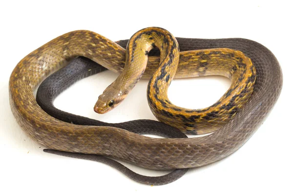 Coelognathus Flavolineatus Serpente Ratto Nero Serpente Strisce Gialle Una Specie — Foto Stock