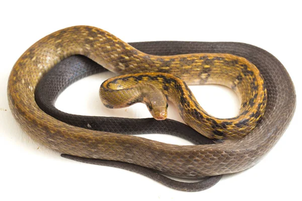 Coelognathus Flavolineatus Serpente Ratto Nero Serpente Strisce Gialle Una Specie — Foto Stock