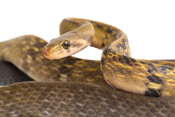 Coelognathus Flavolineatus Una Especie Serpiente Familia Colubrid Sudeste Asiático Aislado —  Fotos de Stock