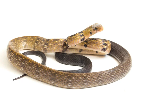 Coelognathus Flavolineatus Una Especie Serpiente Familia Colubrid Sudeste Asiático Aislado — Foto de Stock