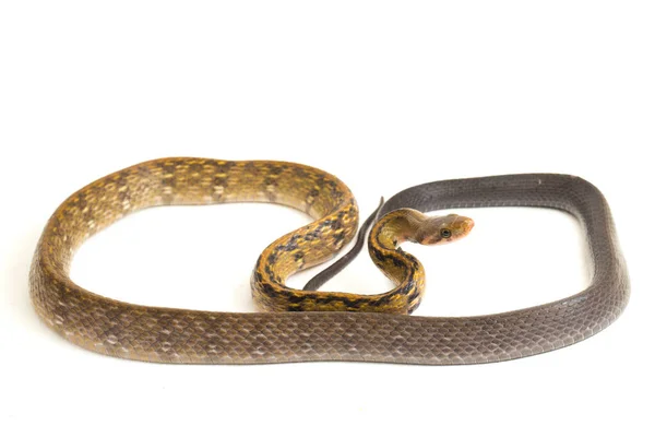 Coelognathus Flavolineatus Una Especie Serpiente Familia Colubrid Sudeste Asiático Aislado — Foto de Stock