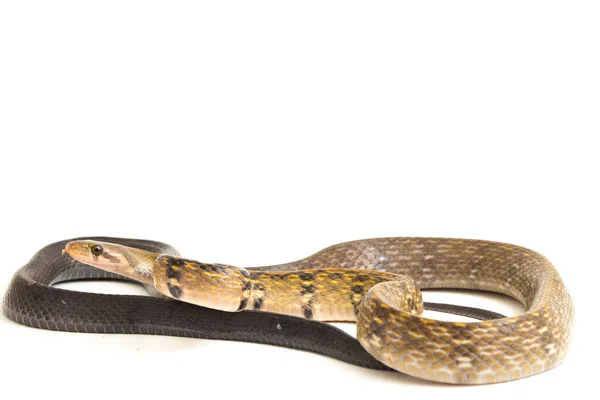 Coelognathus Flavolineatus Una Especie Serpiente Familia Colubrid Sudeste Asiático Aislado — Foto de Stock