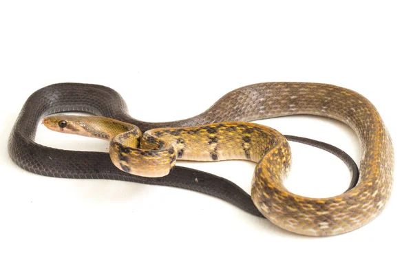 Coelognathus Flavolineatus Una Especie Serpiente Familia Colubrid Sudeste Asiático Aislado —  Fotos de Stock