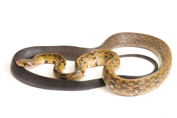 Coelognathus Flavolineatus Est Une Espèce Serpents Colubridés Asie Sud Est — Photo