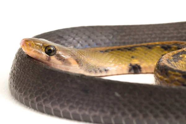 Coelognathus Flavolineatus Uma Espécie Serpente Gênero Coelognathus Pertencente Família Colubridae — Fotografia de Stock