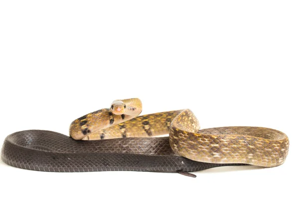 Coelognathus Flavolineatus Una Especie Serpiente Familia Colubrid Sudeste Asiático Aislado — Foto de Stock