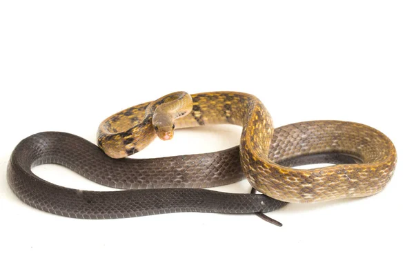 Coelognathus Flavolineatus Est Une Espèce Serpents Colubridés Asie Sud Est — Photo