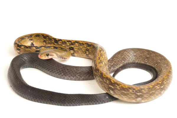 Coelognathus Flavolineatus Una Especie Serpiente Familia Colubrid Sudeste Asiático Aislado — Foto de Stock