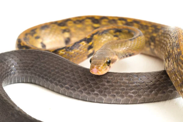 Coelognathus Flavolineatus Una Especie Serpiente Familia Colubrid Sudeste Asiático Aislado — Foto de Stock