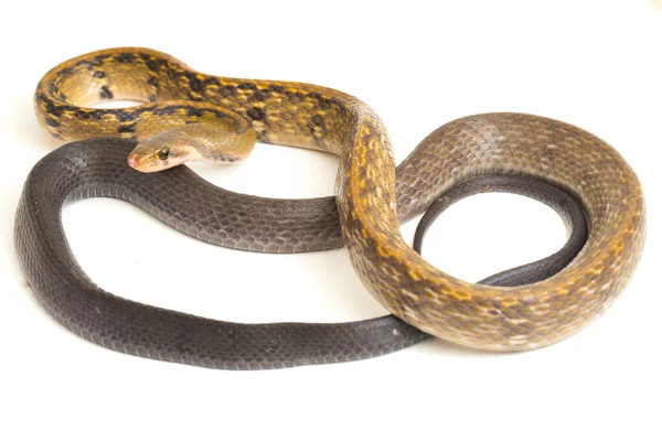 Coelognathus Flavolineatus Serpente Ratto Nero Serpente Strisce Gialle Una Specie — Foto Stock