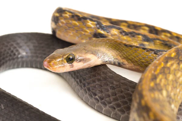 Coelognathus Flavolineatus Černý Měděný Had Nebo Žlutý Pruhovaný Had Druh — Stock fotografie