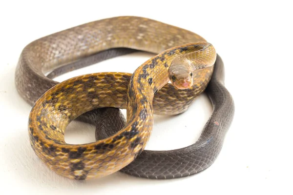 Coelognathus Flavolineatus Black Copper Rat Snake Yellow Striped Snake Species — Stock Photo, Image