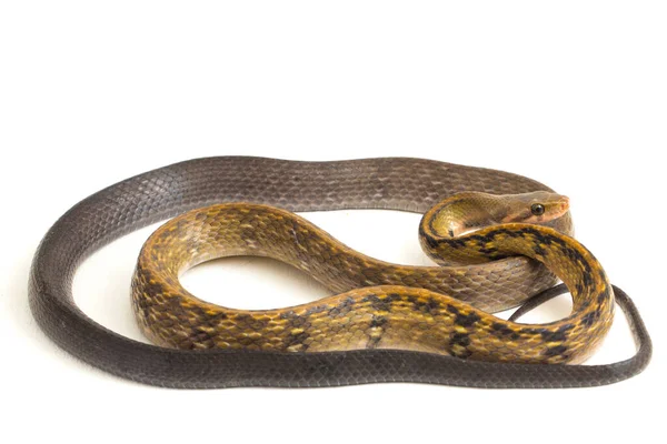 Coelognathus Flavolineatus Est Une Espèce Serpents Colubridés Asie Sud Est — Photo