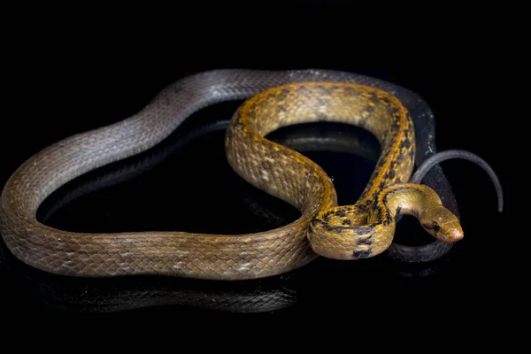 Coelognathus Flavolineatus Est Une Espèce Serpents Colubridés Asie Sud Est — Photo