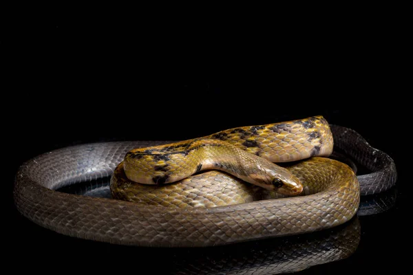 Coelognathus Flavolineatus Den Svarta Kopparråttormen Eller Gulrandig Orm Art Colubrid — Stockfoto