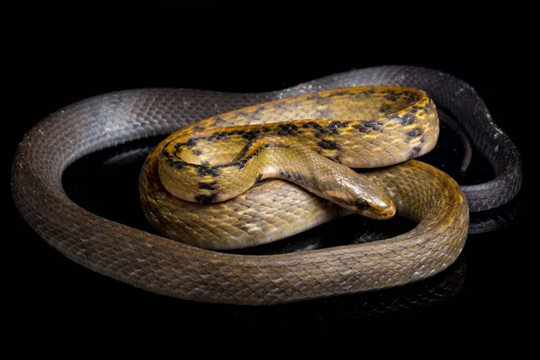 Coelognathus Flavolineatus Чёрная Медная Крыса Змея Жёлтая Полосатая Змея Является — стоковое фото