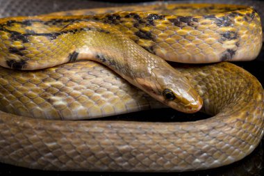 Coelognathus flavolineatus, Güneydoğu Asya 'da bulunan bir Colubrid yılanıdır. Siyah arkaplanda izole