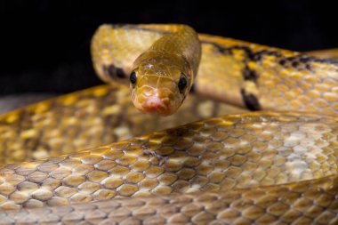 Coelognathus flavolineatus, Güneydoğu Asya 'da bulunan bir Colubrid yılanıdır. Siyah arkaplanda izole