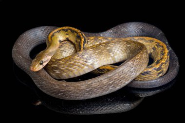 Coelognathus flavolineatus, Güneydoğu Asya 'da bulunan bir Colubrid yılanıdır. Siyah arkaplanda izole