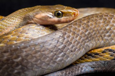 Coelognathus flavolineatus, Güneydoğu Asya 'da bulunan bir Colubrid yılanıdır. Siyah arkaplanda izole