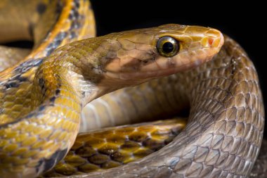 Coelognathus flavolineatus, Güneydoğu Asya 'da bulunan bir Colubrid yılanıdır. Siyah arkaplanda izole