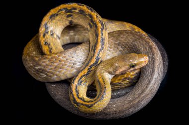 Coelognathus flavolineatus, Güneydoğu Asya 'da bulunan bir Colubrid yılanıdır. Siyah arkaplanda izole
