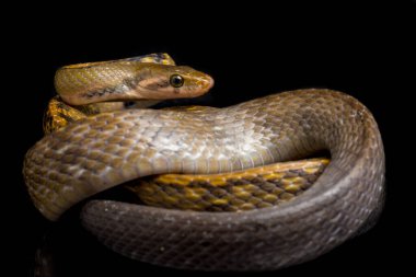 Coelognathus flavolineatus, Güneydoğu Asya 'da bulunan bir Colubrid yılanıdır. Siyah arkaplanda izole