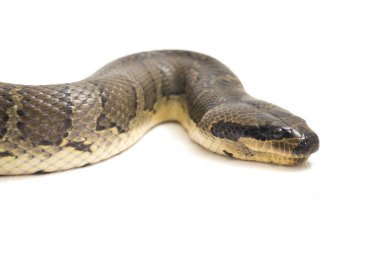 Yaygın kabarık yüzlü su yılanı (Homalopsis bucccata), bantlı su yılanı veya beyaz arka planda izole edilmiş kabarık yüzlü su yılanı.