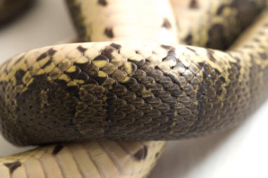 Yaygın kabarık yüzlü su yılanı (Homalopsis bucccata), bantlı su yılanı veya beyaz arka planda izole edilmiş kabarık yüzlü su yılanı.