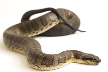 Yaygın kabarık yüzlü su yılanı (Homalopsis bucccata), bantlı su yılanı veya beyaz arka planda izole edilmiş kabarık yüzlü su yılanı.