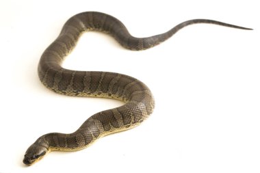 Yaygın kabarık yüzlü su yılanı (Homalopsis bucccata), bantlı su yılanı veya beyaz arka planda izole edilmiş kabarık yüzlü su yılanı.