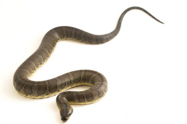 Yaygın kabarık yüzlü su yılanı (Homalopsis bucccata), bantlı su yılanı veya beyaz arka planda izole edilmiş kabarık yüzlü su yılanı.