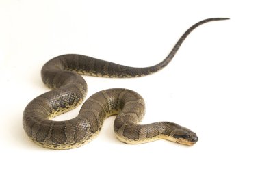Yaygın kabarık yüzlü su yılanı (Homalopsis bucccata), bantlı su yılanı veya beyaz arka planda izole edilmiş kabarık yüzlü su yılanı.