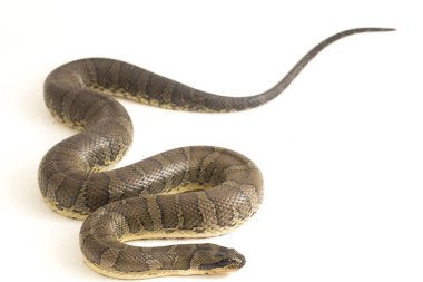 Yaygın kabarık yüzlü su yılanı (Homalopsis bucccata), bantlı su yılanı veya beyaz arka planda izole edilmiş kabarık yüzlü su yılanı.