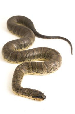 Yaygın kabarık yüzlü su yılanı (Homalopsis bucccata), bantlı su yılanı veya beyaz arka planda izole edilmiş kabarık yüzlü su yılanı.