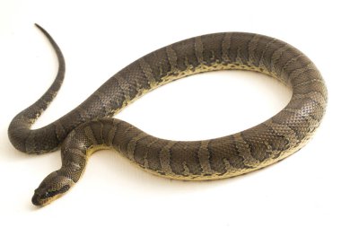 Yaygın kabarık yüzlü su yılanı (Homalopsis bucccata), bantlı su yılanı veya beyaz arka planda izole edilmiş kabarık yüzlü su yılanı.