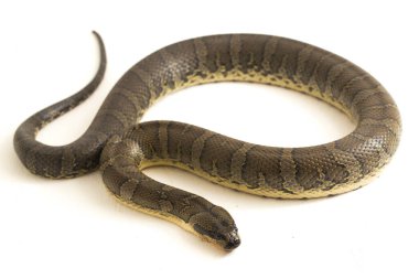 Yaygın kabarık yüzlü su yılanı (Homalopsis bucccata), bantlı su yılanı veya beyaz arka planda izole edilmiş kabarık yüzlü su yılanı.