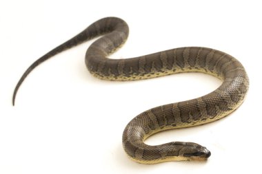 Yaygın kabarık yüzlü su yılanı (Homalopsis bucccata), bantlı su yılanı veya beyaz arka planda izole edilmiş kabarık yüzlü su yılanı.