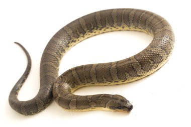 Yaygın kabarık yüzlü su yılanı (Homalopsis bucccata), bantlı su yılanı veya beyaz arka planda izole edilmiş kabarık yüzlü su yılanı.