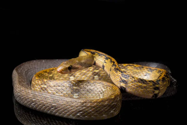 金银花蛇 Coelognathus Flavolineatus 是一种产于东南亚的金银花蛇 在黑色背景上隔离 — 图库照片