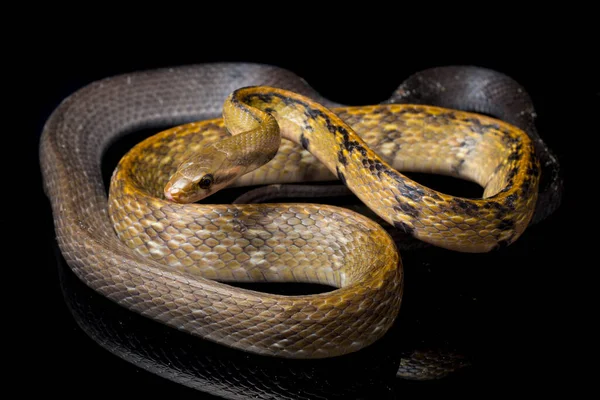 Coelognathus Flavolineatus Una Especie Serpiente Familia Colubrid Sudeste Asiático Aislado —  Fotos de Stock