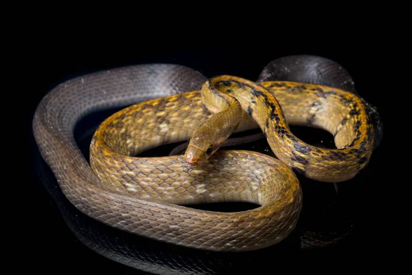 Coelognathus Flavolineatus Black Copper Rat Snake Yellow Striped Snake Species — Stock Photo, Image