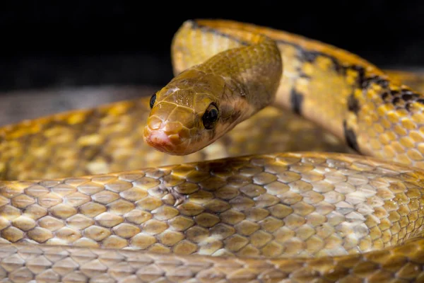 Coelognathus Flavolineatus 줄무늬 동남아시아에서 발견되는 브리드 일종이다 배경에 고립됨 — 스톡 사진